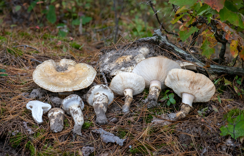 Section Matsutake · iNaturalist