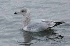 Larus glaucoides thayeri