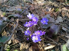 Hepatica nobilis