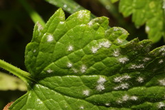 Neoerysiphe galeopsidis