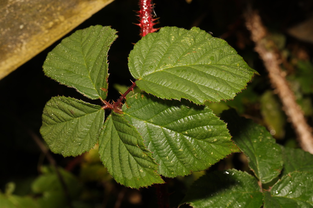 Railway Bramble from Pex Hill, Pex Hill Avenue, Cronton, Merseyside, UK ...