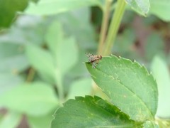 Campiglossa sororcula