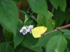 Eurema blanda