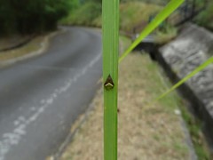 Araneus viridiventris