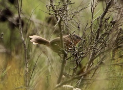 Cryptillas victorini