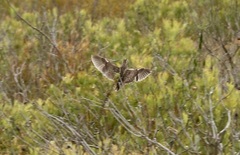 Turnix hottentottus