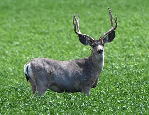 Mule Deer photographed in Nevada