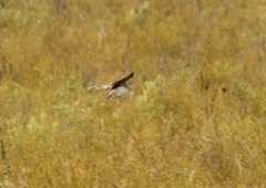 Turnix hottentottus
