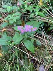 Koenigia campanulata