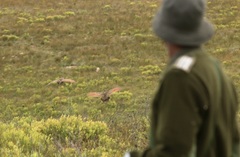 Scleroptila levaillantii