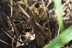 Phlaeoba antennata