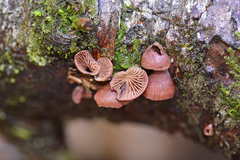 Panellus violaceofulvus