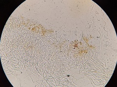 Panellus violaceofulvus