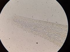 Panellus violaceofulvus