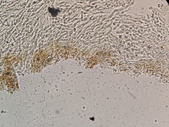 Panellus violaceofulvus