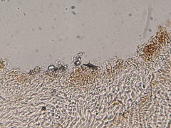 Panellus violaceofulvus