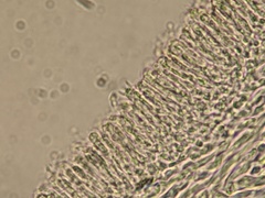 Panellus violaceofulvus