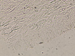 Panellus violaceofulvus