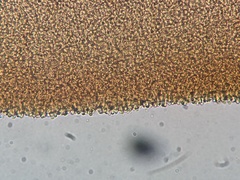Panellus violaceofulvus