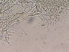 Panellus violaceofulvus