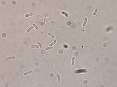 Panellus violaceofulvus
