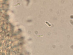 Panellus violaceofulvus