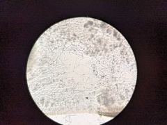 Panellus violaceofulvus