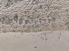 Panellus violaceofulvus