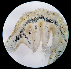 Panellus violaceofulvus