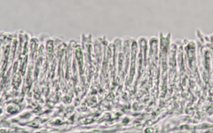 Panellus violaceofulvus