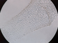 Panellus violaceofulvus