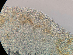 Panellus violaceofulvus