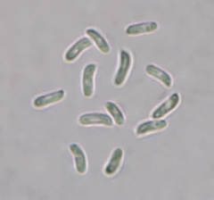 Panellus violaceofulvus