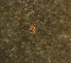 Gasteracantha versicolor