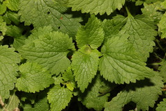 Lamium album