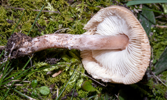 Lepiota brunneoincarnata