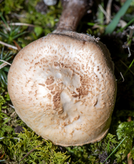 Lepiota brunneoincarnata