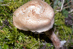 Lepiota brunneoincarnata