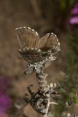 Lepidochrysops robertsoni