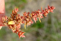 Crassula bergioides