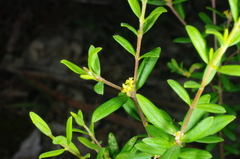 Pimelea hewardiana