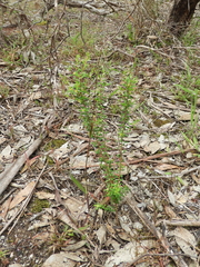 Pimelea hewardiana