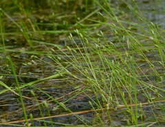 Isolepis pusilla
