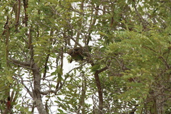 Poicephalus cryptoxanthus