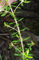 Pimelea hewardiana