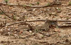 Gerrhosaurus nigrolineatus