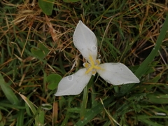Herbertia lahue caerulea