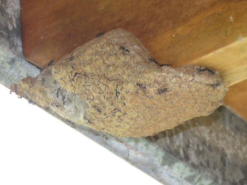 Metapolybia aztecoides image