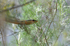 Masticophis lateralis euryxanthus