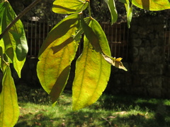 Calliandra trinervia